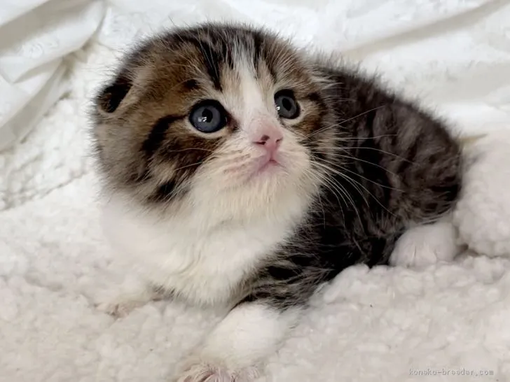 ID：2103-01010の子猫