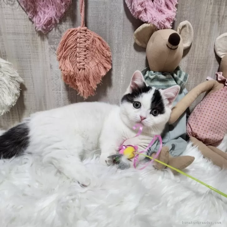 ID:2410-01562の子猫
