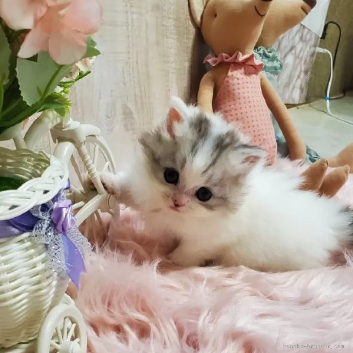 ID:2409-01150の子猫