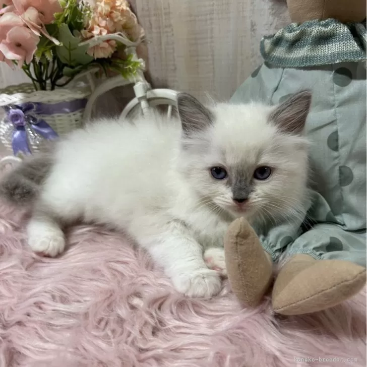 ID:2410-03096の子猫