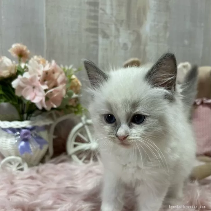 ID:2410-03089の子猫