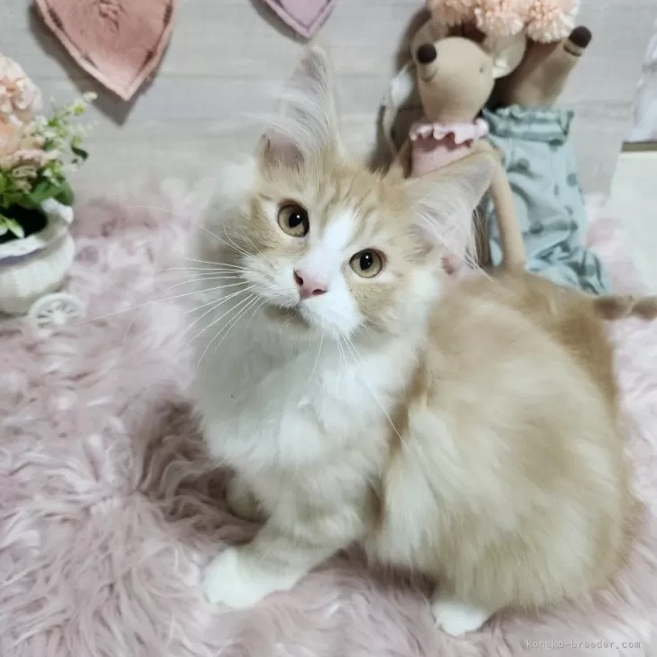 ID:2407-03458の子猫