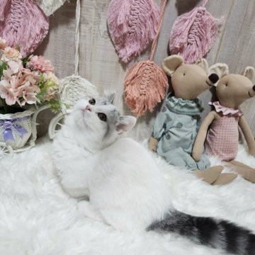 マンチカン(短足)【大阪府・男の子・2024年8月8日・シルバータビー&ホワイト（短毛です。）】の写真「目の横にクレオパトララインが入っています。」