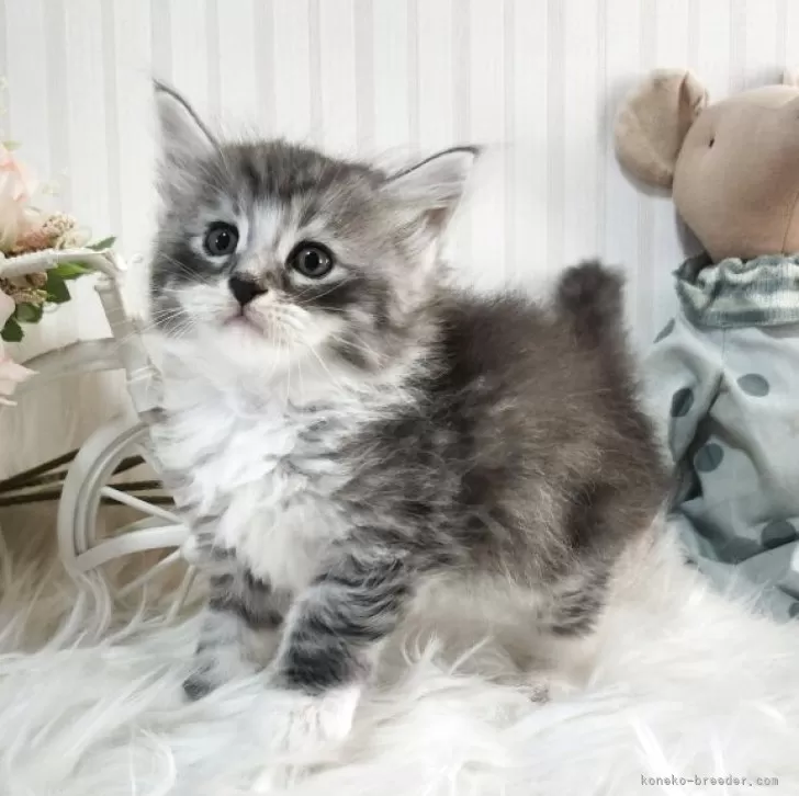 メインクーン【大阪府・男の子・2025年10月17日・シルバータビー&amp;ホワイト】の写真1