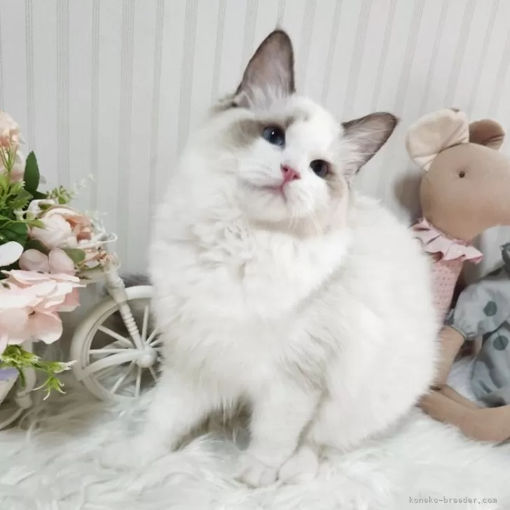 ラグドール【大阪府・女の子・2025年5月9日・シールポイントバイカラー】の写真1