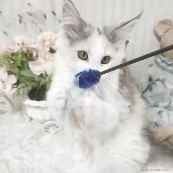 ID：2503-03009の子猫