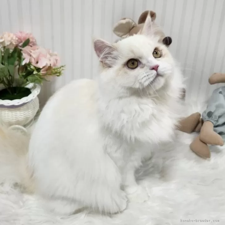 ミヌエット(長足)【大阪府・男の子・2025年4月5日・レッドリンクスポイント】の写真1