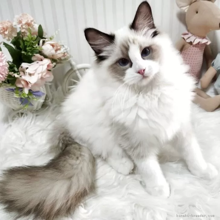ラグドール【大阪府・男の子・2025年5月9日・シールポイントバイカラー】の写真1