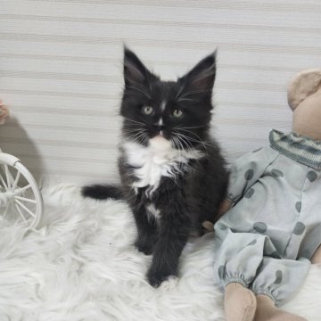 メインクーン【大阪府・男の子・2025年2月24日・ブラック&ホワイト】の写真「やんちゃな人が大好きな子です！」