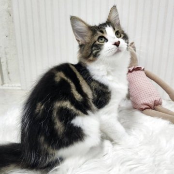 メインクーン【大阪府・男の子・2025年7月17日・ブラウンタビー&ホワイト】の写真「カラーが、とても綺麗な男の子のです！」