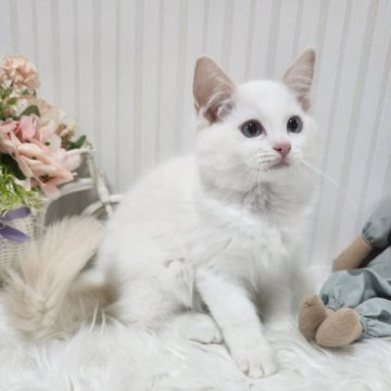 ラグドール【大阪府・男の子・2025年3月25日・クリームポイント】の写真「可愛い真っ白お顔のお目めぱっちりです！」