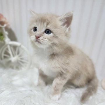 メインクーン【大阪府・男の子・2025年2月24日・クリーム】の写真「とても人なつっこい子です！」