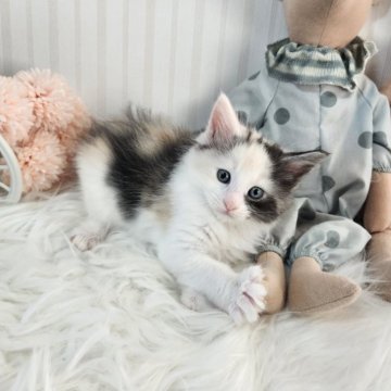 メインクーン【大阪府・女の子・2025年10月17日・ダイリュートキャリコ】の写真「とっても穏やかな可愛らしい女の子です！」