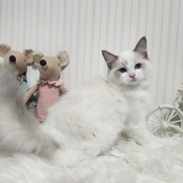 ラグドール【大阪府・女の子・2025年5月9日・ブルーポイントバイカラー】の写真「とてもおっとりの可愛い子です！」