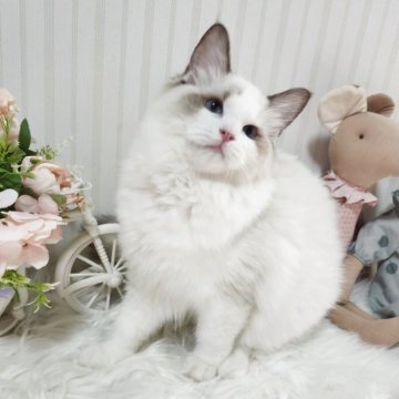 ラグドール【大阪府・女の子・2025年5月9日・シールポイントバイカラー】の写真「とても可愛い人が大好きな子です!」