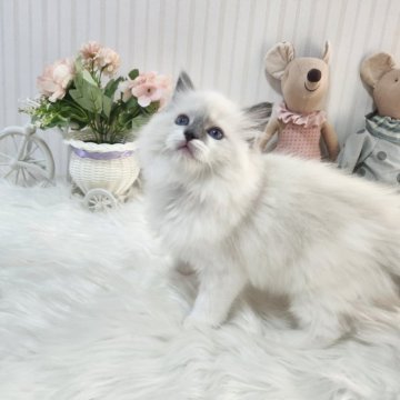 ラグドール【大阪府・女の子・2025年8月31日・ブルーポイント】の写真「ポイントカラーがとっても可愛い甘えたさ女の子です！」
