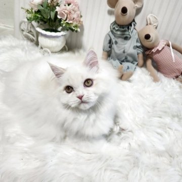 ミヌエット(長足)【大阪府・男の子・2025年4月5日・レッドリンクスポイント】の写真「とても可愛らしい子です！」