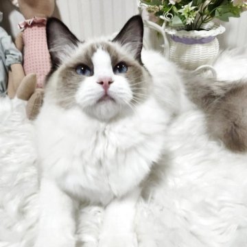 ラグドール【大阪府・女の子・2025年5月9日・シールポイントバイカラー】の写真「とても可愛い可愛い女の子です！」