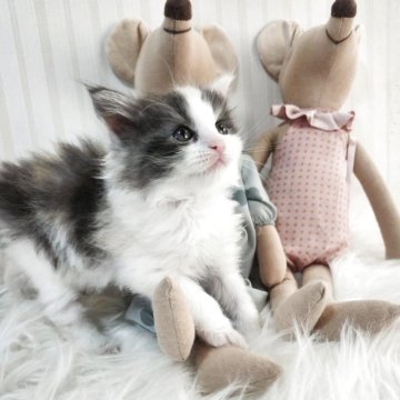 メインクーン【大阪府・女の子・2025年10月17日・ダイリュートキャリコ】の写真「とっても可愛いやんちゃさんな女の子です！」