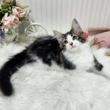 メインクーン【大阪府・男の子・2025年7月17日・ブラウンタビー&ホワイト】の写真「カラーが、とても綺麗な男の子のです！」