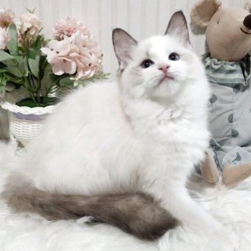 ラグドール【大阪府・女の子・2025年5月9日・シールポイントバイカラー】の写真「とても穏やかな可愛い子です。」