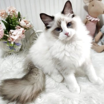ラグドール【大阪府・男の子・2025年5月9日・シールポイントバイカラー】の写真「甘えたさんのフワフワな大きい男の子
です!」