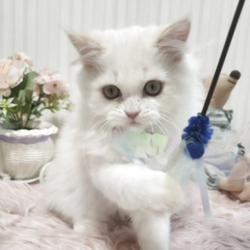 ミヌエット(長足)【大阪府・男の子・2025年4月5日・クリームポイント】の写真「お目めがぱっちりの可愛い子です！」