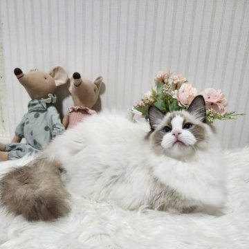 ラグドール【大阪府・男の子・2025年5月9日・シールポイントバイカラー】の写真「甘えたさんのぬいぐるみのような男の子
です！」