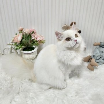 ミヌエット(長足)【大阪府・男の子・2025年4月5日・レッドリンクスポイント】の写真「とても人が大好きな可愛い子です！」