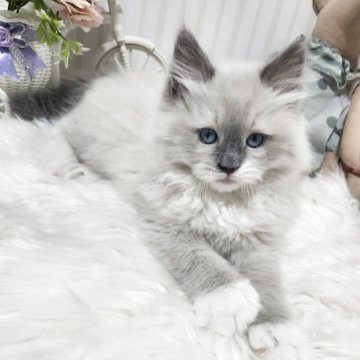 ラグドール【大阪府・男の子・2025年10月29日・ブルーポイント】の写真「人が大好きなとっても可愛い男の子です！」