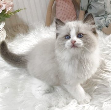 ラグドール【大阪府・女の子・2025年8月31日・シールポイントバイカラー】の写真「とてもやんちゃさんな可愛い女の子です！」