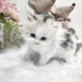 ミヌエット(長足)