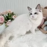 ラグドール【大阪府・女の子・2025年5月9日・シールポイントバイカラー】の写真2