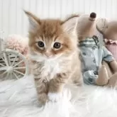 メインクーン【大阪府・男の子・2025年10月17日・レッドタビー&ホワイト】の写真2