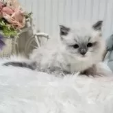 ラグドール【大阪府・男の子・2025年10月29日・ブルーポイント】の写真2