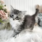 メインクーン【大阪府・男の子・2025年10月17日・シルバータビー&ホワイト】の写真2