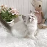 ラグドール【大阪府・女の子・2025年8月31日・シールポイントバイカラー】の写真2