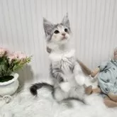 メインクーン【大阪府・女の子・2025年7月17日・シルバーパッチド】の写真3