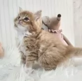 メインクーン【大阪府・男の子・2025年10月17日・レッドタビー&ホワイト】の写真3