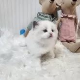 ラグドール【大阪府・男の子・2025年10月29日・ブルーポイントバイカラー】の写真3