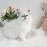 ラグドール【大阪府・女の子・2025年8月31日・ブルーポイント】の写真3