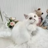 ミヌエット(長足)【大阪府・男の子・2025年4月5日・レッドリンクスポイント】の写真4