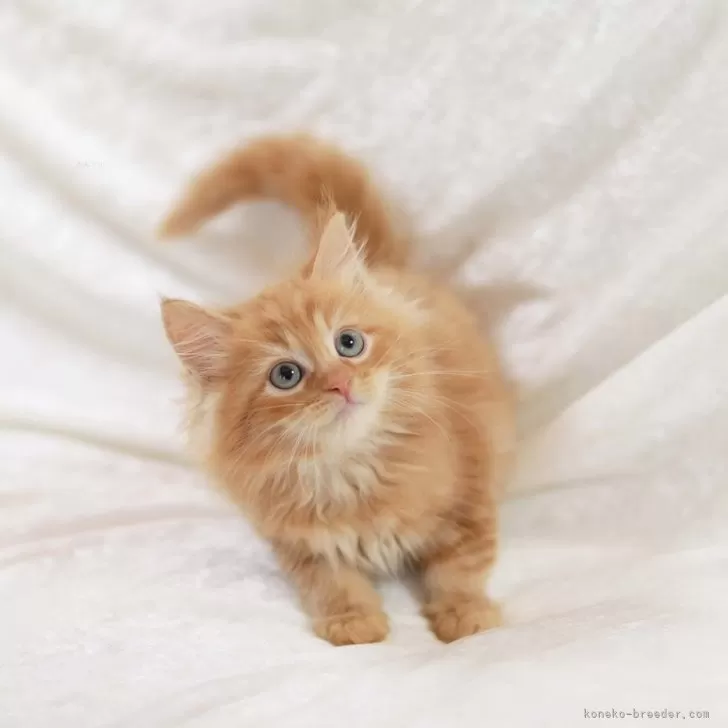 ID:2405-03944の子猫
