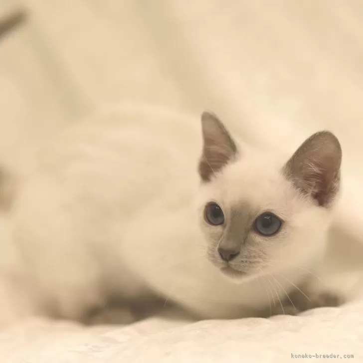 ID：2402-00505の子猫