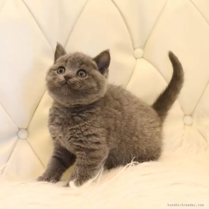 ID:2403-01811の子猫