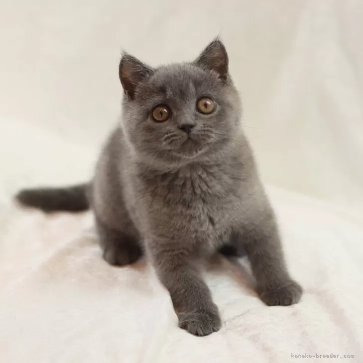 ID：2406-00900の子猫