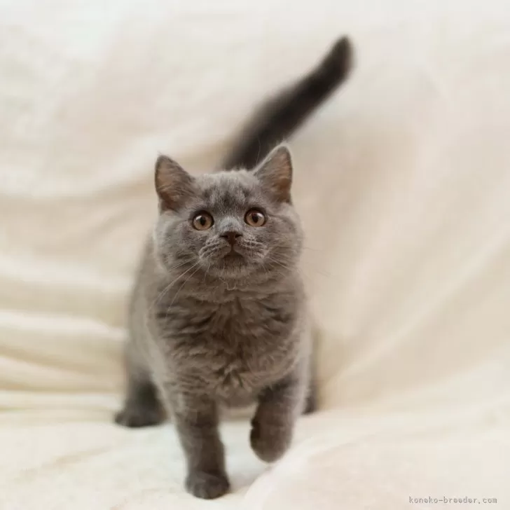 ID:2407-01840の子猫