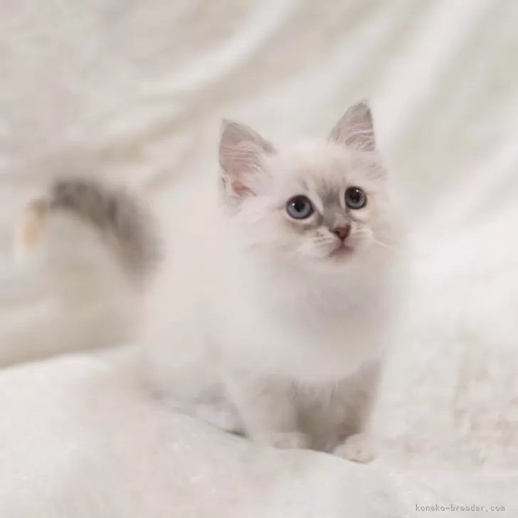 M.T 様のお迎えした子猫