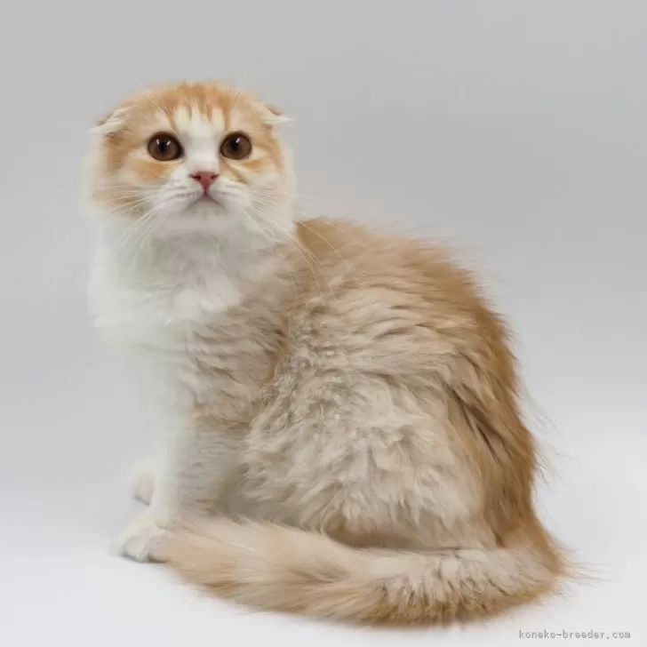 ID：2410-01586の子猫