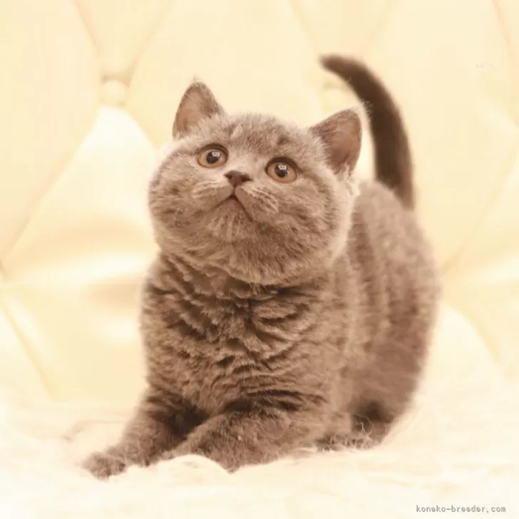 M.S 様のお迎えした子猫
